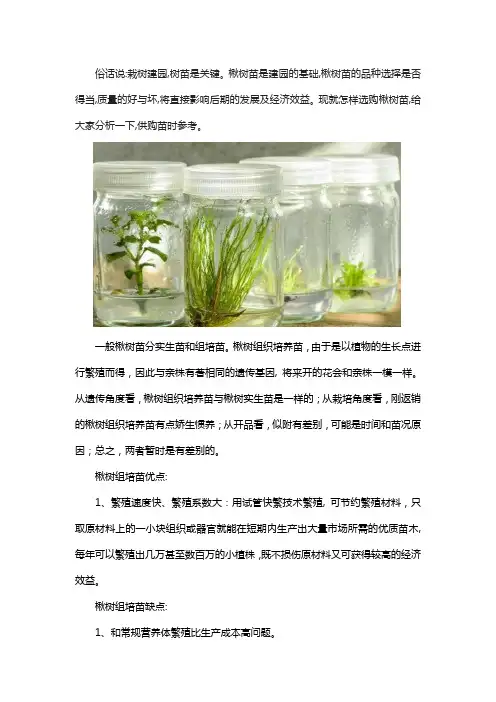 楸树苗如何选择