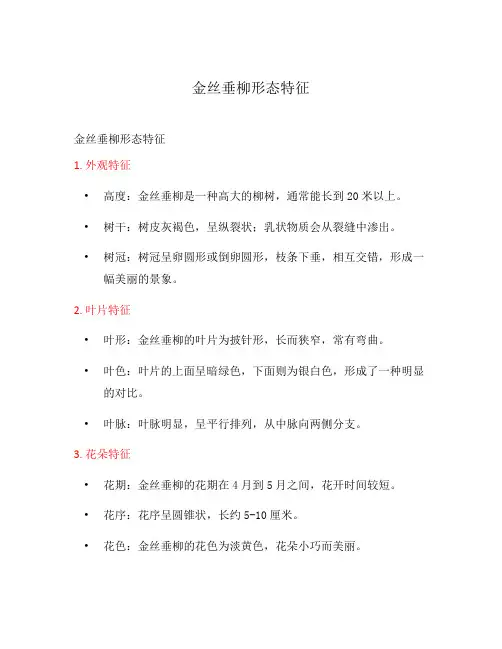 金丝垂柳形态特征