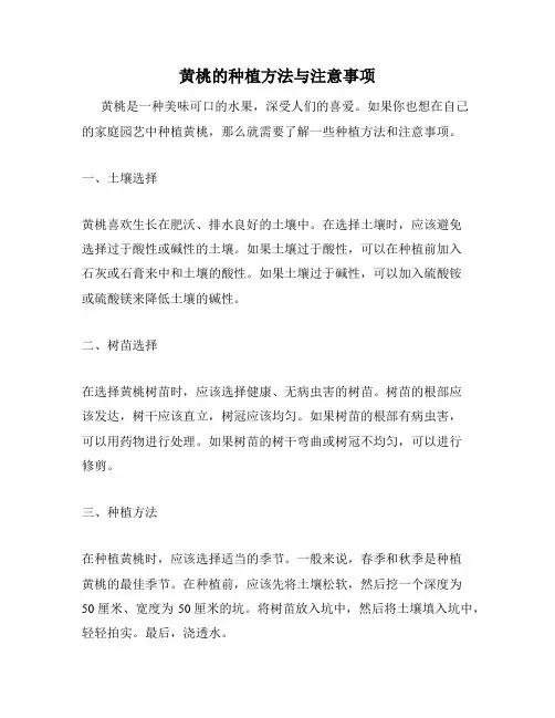 黄桃的种植方法与注意事项