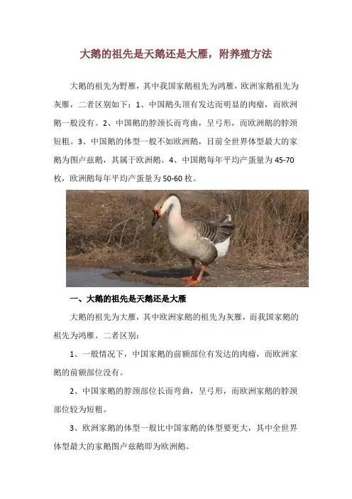 大鹅的祖先是天鹅还是大雁,附养殖方法
