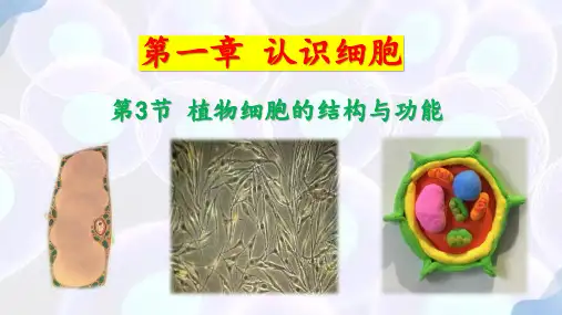 植物细胞的结构与功能ppt课件