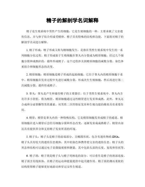 精子的解剖学名词解释