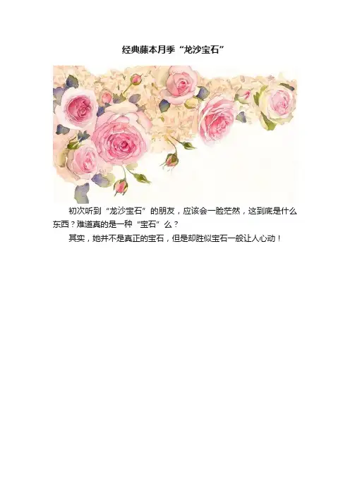 经典藤本月季“龙沙宝石”