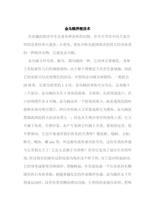金乌贼养殖技术