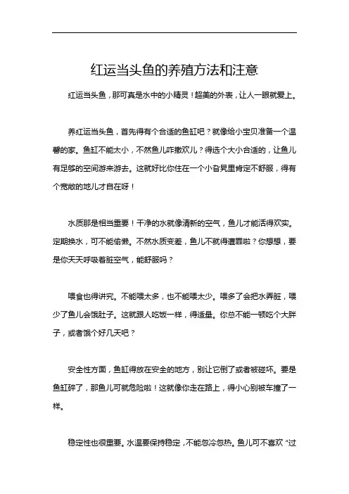 红运当头鱼的养殖方法和注意