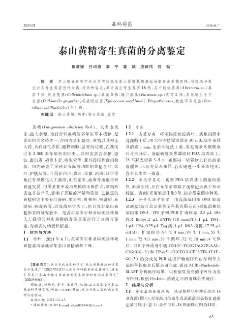 泰山黄精寄生真菌的分离鉴定