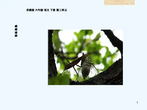 六年级语文下册苏教版10《螳螂捕蝉》2017-03-14