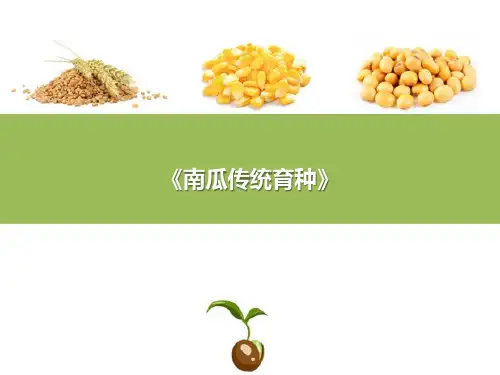 南瓜种子生产技术—南瓜制种技术