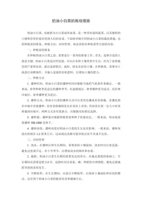 奶油小白菜的栽培措施