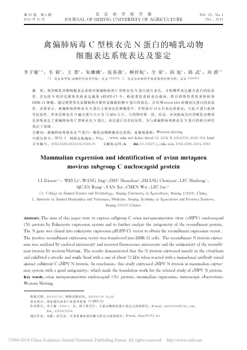 禽偏肺病毒C型核衣壳N蛋白的哺乳动物细胞表达系统表达及鉴定