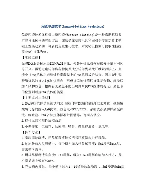 免疫印迹技术(Immunoblotting technique)