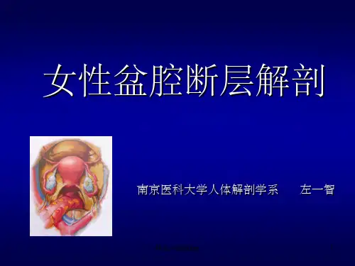 女性盆腔断层解剖