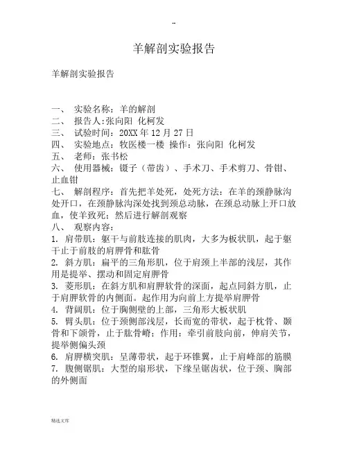 羊解剖实验报告