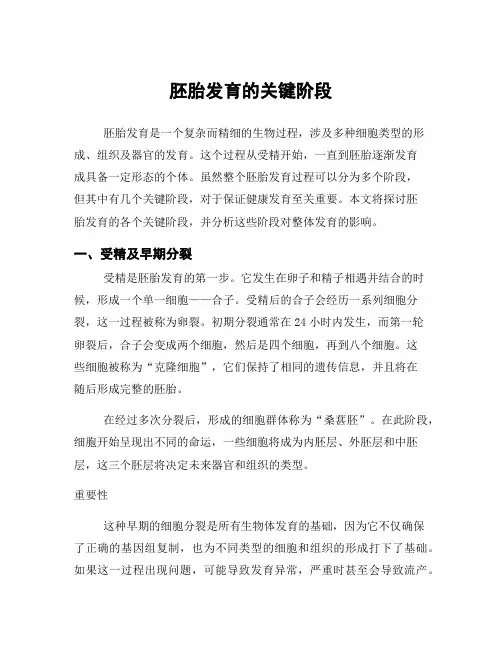 胚胎发育的关键阶段