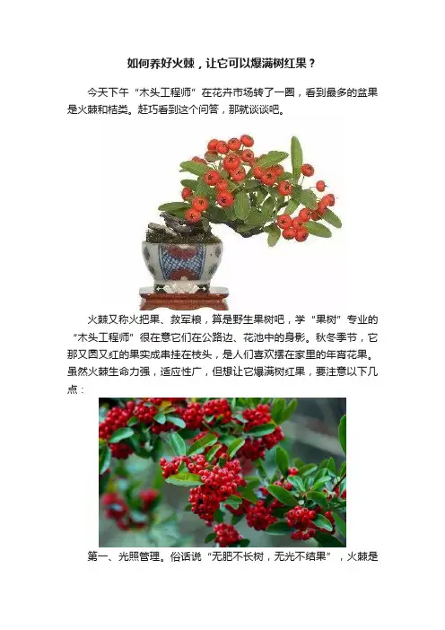 如何养好火棘，让它可以爆满树红果？