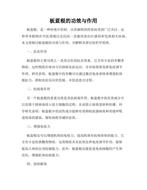 板蓝根的功效与作用