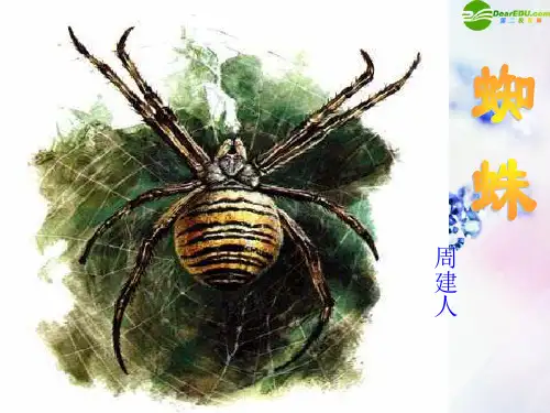 九年级语文下册 蜘蛛课件 浙教版