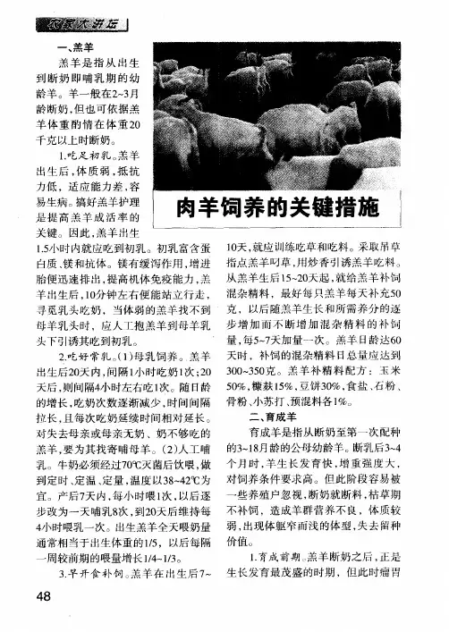 肉羊饲养的关键措施