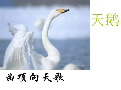 天鹅大虾和梭鱼ppt