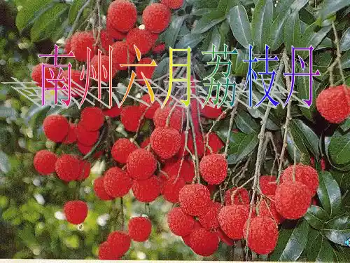 【同步课堂】12南州六月荔枝丹—华东师大版高二下学期语文课件(共49张PPT)