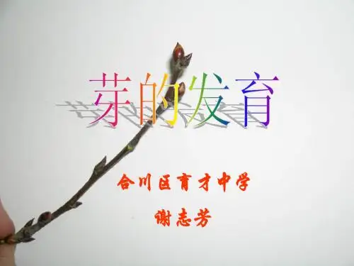 八年级生物芽的类型和结构