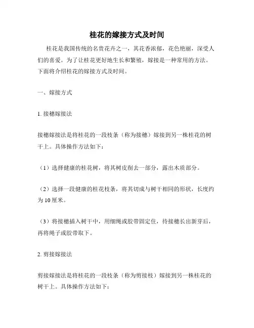 桂花的嫁接方式及时间