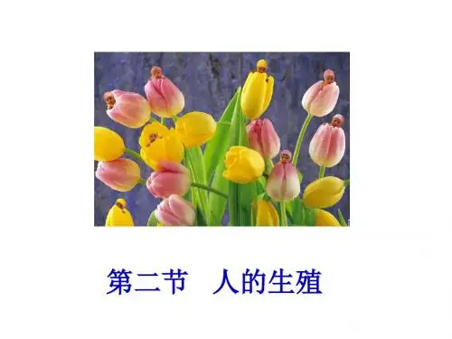 人的生殖PPT精品课件1