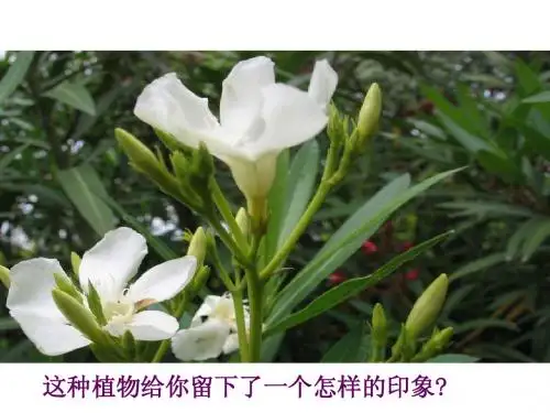 苏教版六年级下《夹竹桃》课件