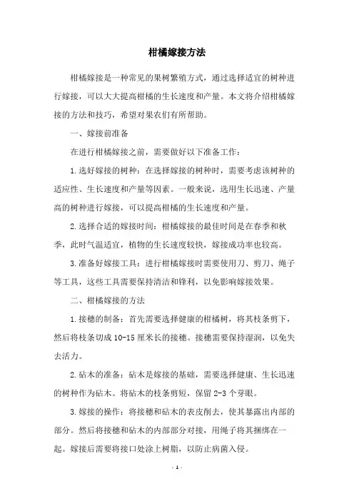 柑橘嫁接方法