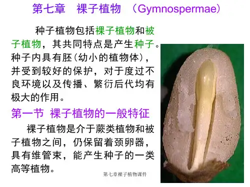 第七章裸子植物课件