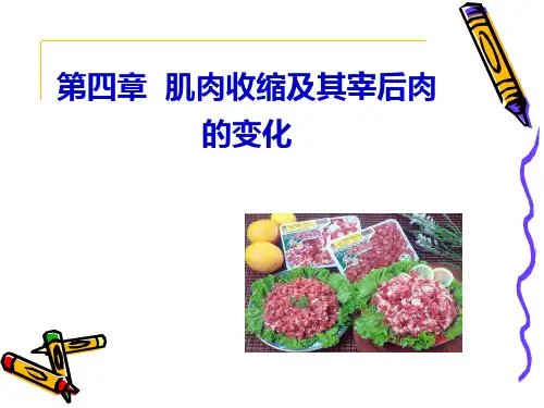第4章 肌肉收缩及其宰后变化