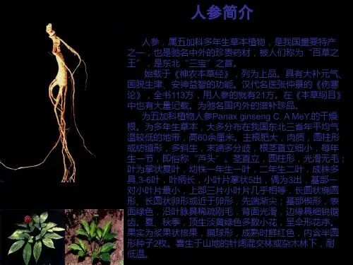 人参介绍