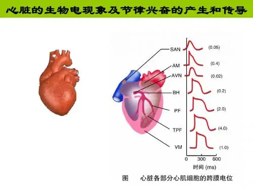 心电生理