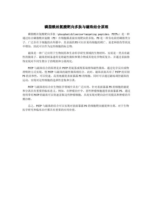 磷脂酰丝氨酸靶向多肽与磁珠结合原理