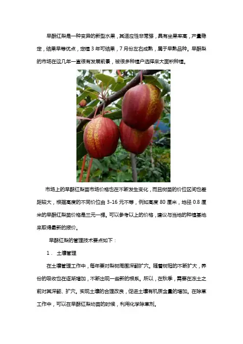 早酥红梨树苗价格