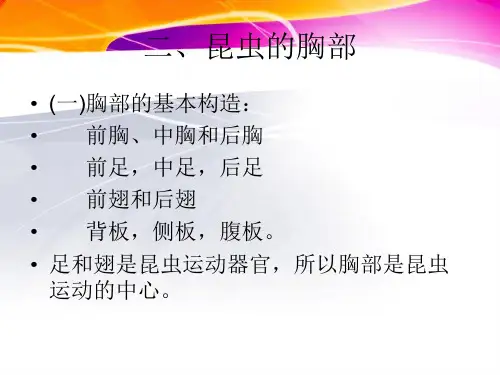 昆虫的胸部
