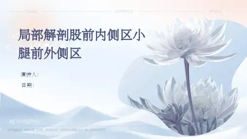 局部解剖股前内侧区小腿前外侧区