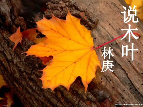 语文统编版必修下《说木叶》张PPT精品课件