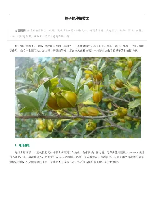 栀子的种植技术