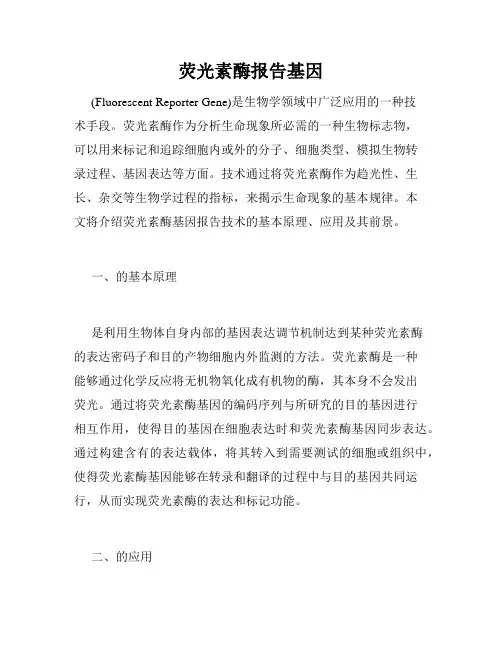 荧光素酶报告基因