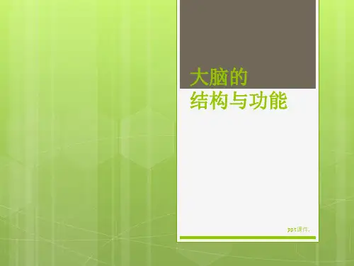 大脑的结构与功能ppt课件
