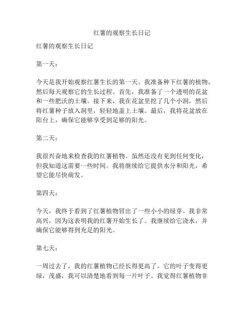 红薯的观察生长日记