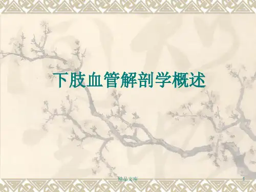 下肢血管解剖学习课件.ppt