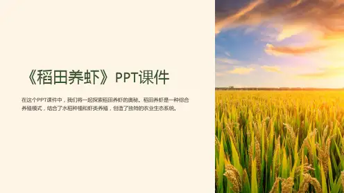《稻田养虾》课件