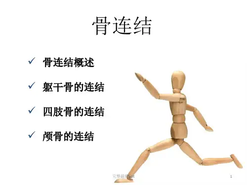 人体解剖学-骨连结ppt课件