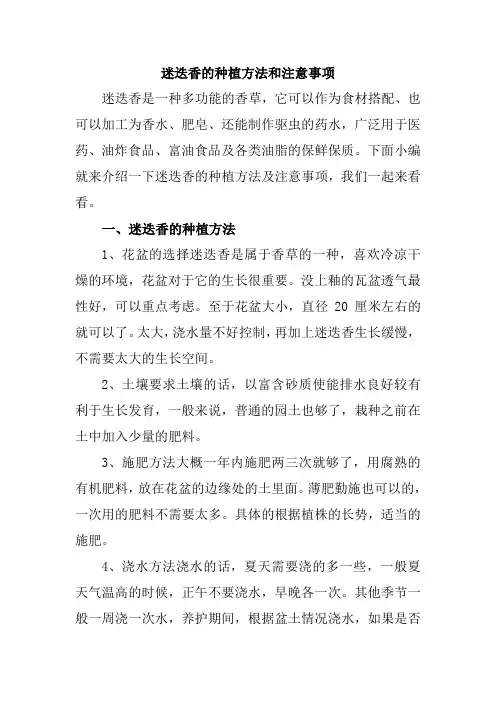 迷迭香的种植方法和注意事项