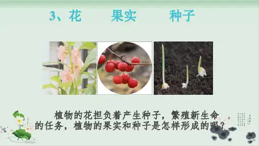 四年级下册科学课件花果实和种子教科版(共20张PPT)