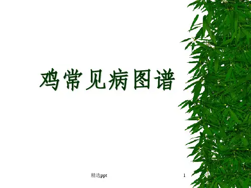 鸡常见病图谱