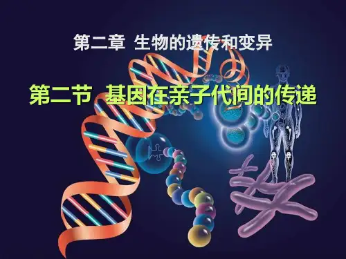 初中八年级下册生物《基因在亲子代间的传递》课件