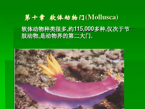 第十章.软体动物门